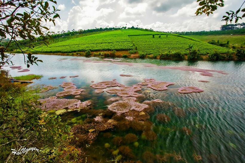 Hồ tảo hồng ở B’lao - Thiên đường giữa chốn hoang sơ