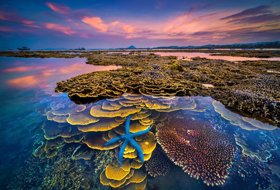 Hòn Yến Phú Yên - Điểm ngắm san hô trên cạn