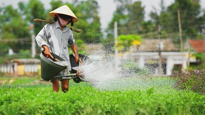 Làng rau Trà Quế: Làng quê xinh đẹp mộc mạc tại Hội An