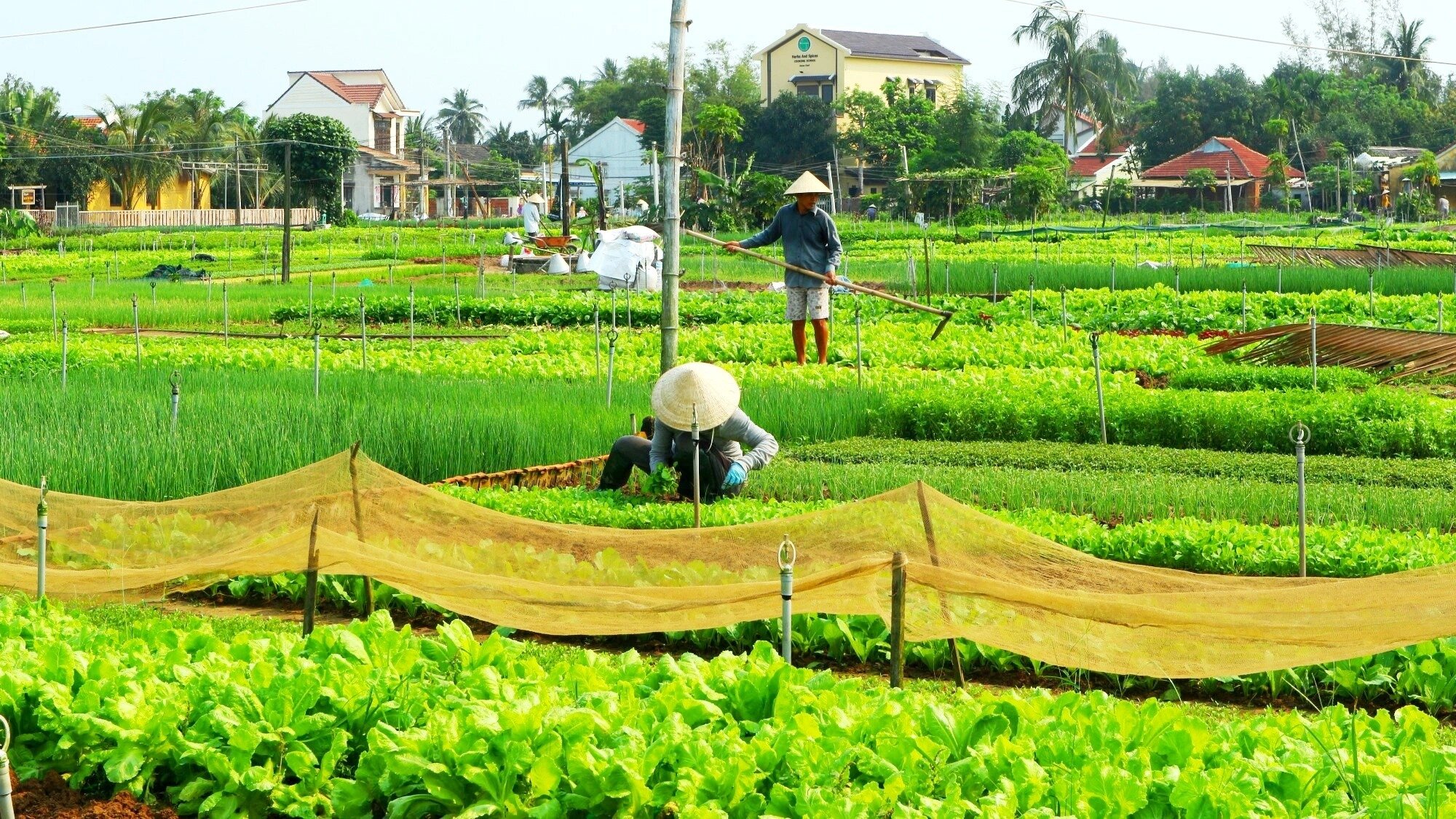 Làng rau Trà Quế: Làng quê xinh đẹp mộc mạc tại Hội An